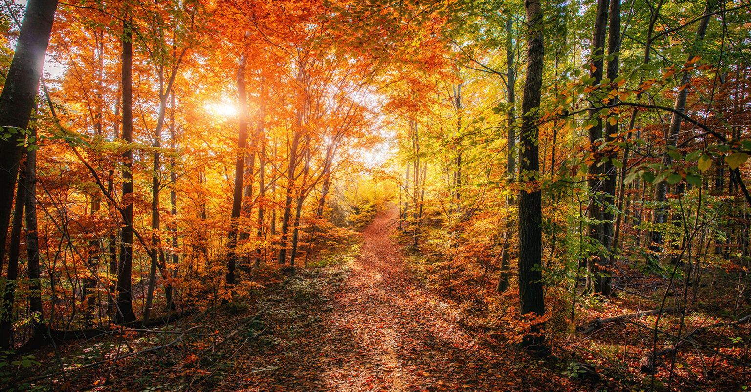 Colorful autumn forest with a trail leading towards the light.
